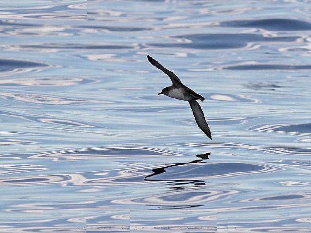 156 ILE DE HOEDIC_000069.jpg